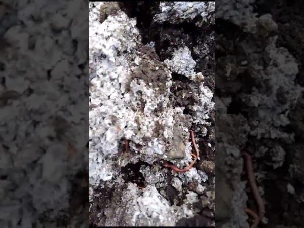Применение мульчи в саду