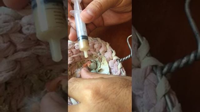 Молодой шымкентский предприниматель С. Ташимбетов получил грант на… разведение декоративных птиц. смотреть онлайн