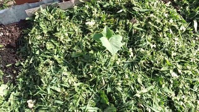 Куда использую скошенную траву. смотреть онлайн