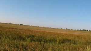 Открытие охоты на болотно - луговую дичь 2021. Охота на коростеля с русским спаниелем.