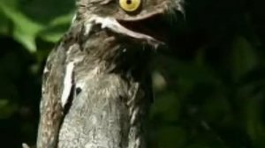 Самые редкие животные