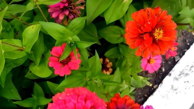 Цинния, Циннии многолетние , цвет цветов, красивые цветы, видео Циннии смотреть онлайн