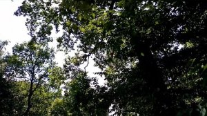 Посёлок Чёнки,Гомельский р-он.Серия "Посёлки Беларуси".Часть 1.Chonki village.Villages of Belarus