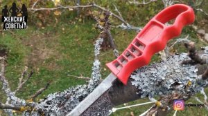 ИЗБАВЛЯЕМСЯ ОТ ЛИШАЙНИКА НА ПЛОДОВЫХ ДЕРЕВЬЯХ! Как Предотвратить его Появление?