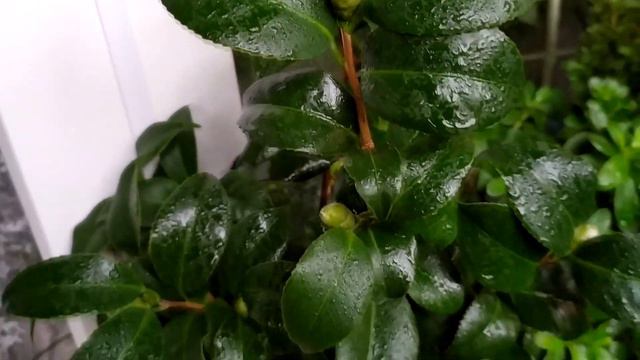 КАМЕЛИЯ (Camellia) набухают цветочные почки