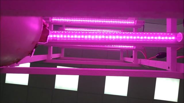 Видео-презентация проекта "Стеллаж с фитолампами для растений" смотреть онлайн