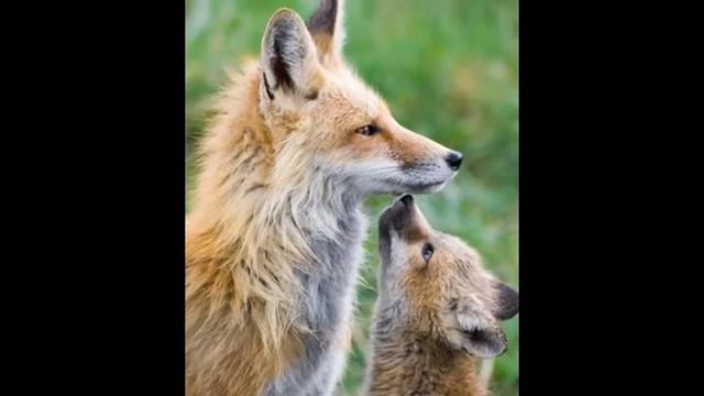 Животные по парам. Такие милашки. смотреть онлайн