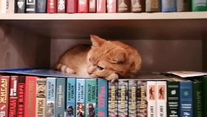 Ребятам о зверятах/домашние животные!