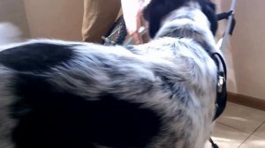 Инвалидная коляска для собак Animal Mobile