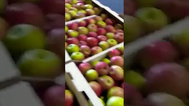 Яблоки сорт Айдарэд Краснодарский край смотреть онлайн