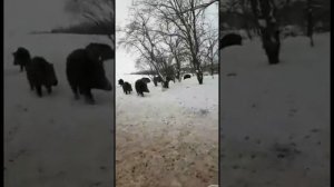 Смешные кабаны / Funny boars