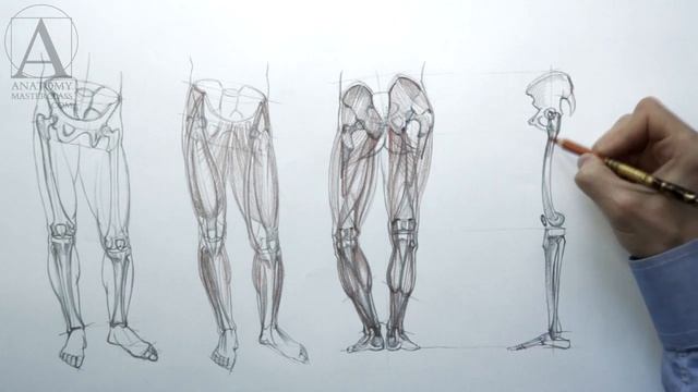 Leg Muscle Anatomy - Anatomy Master Class смотреть онлайн