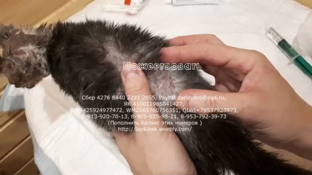 Обработка кожи у котенка после аллергии Приют для животных Дари добро 