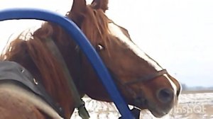 ЛОШАДИ/ОБУЧАЕМ КОБЫЛУ ВИШНЮ/ЗАПРЯГЛИ В САНИ