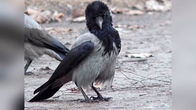 Сонник: приснилась ворона, что это обозначает? Слушайте сны поо ворону онлайн смотреть онлайн