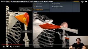 РОЛЬ ШИРОЧАЙШЕЙ В ЖИМЕ ЛЕЖА