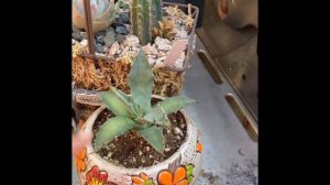 My Succulent Oasis each day  -tour#6 my happy place