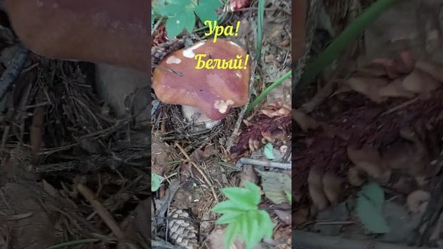 Собирайте грибы правильно и вкусно приготовьте! смотреть онлайн