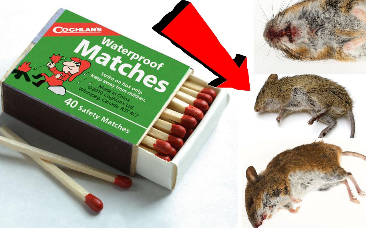 Как избавиться от мышей в домовладение за 3 секунды!
