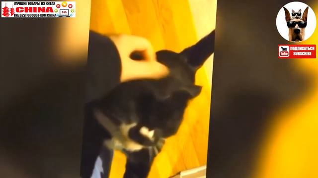 Коты и Кошки с любовью встречают хозяев * Katter elsker å møte eiere  Be смотреть онлайн