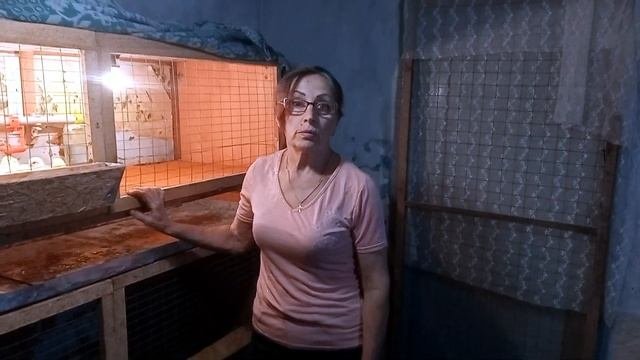 Выращивание Бройлеров В Домашних Условиях. Пропойка и кормление в первые сутки. Еще 100 цыплят.