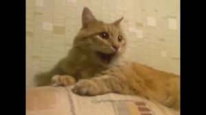 Кошка смеется