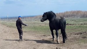 Русский тяжеловоз. Жеребец производитель.