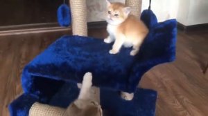 британский котенок, окрас золотая шиншилла