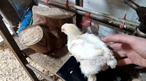 ///Рецепт комбікорму для бройлерів, із горохом!///