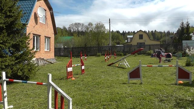 бордер колли Эбони Ноус Джуманджи - наконец то начали тренироваться на даче.