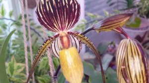 Paph. St.Swithin  Наше первое цветение!!!