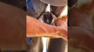 как чистят копыта лошадям