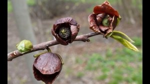 Выращивание азимины в умеренном климате в открытом грунте от А до Я