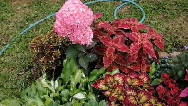 Гортензия метельчатая - Самарская Лидия! новинка! смотреть онлайн