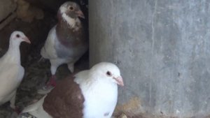 ПОЧТОВЫЕ ГОЛУБИ ЮРИЯ КАШИРИНА г  УФА,