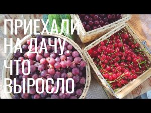 ВЛОГ Приехали на дачу | Что выросло | Дыня и арбуз позор сезона