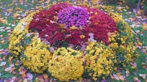 Клумбы с хризантем 50 примеров для вашего дома и дачи