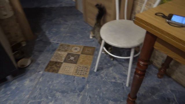 В ГОСТЯХ У ВАСКИ ☀ КОТОЖИЗНЬ! 1-2 АВГУСТА 2019 смотреть онлайн