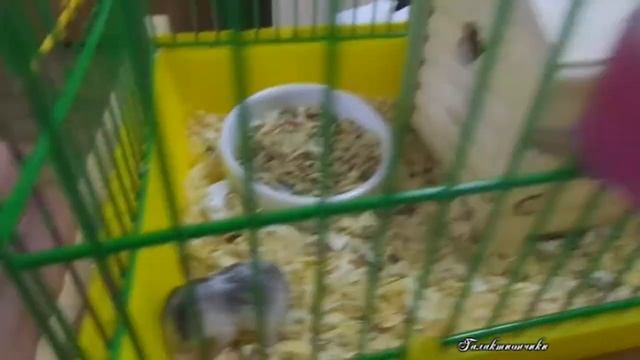 Детки Зебрины - три хомячка, как они поживают? смотреть онлайн