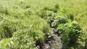 Алтайский край Алтайский район, с. Нижнекаянча