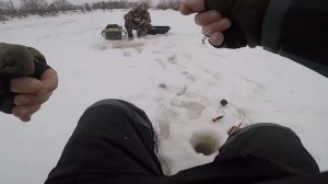 Ловля окуня и плотвы зимой???