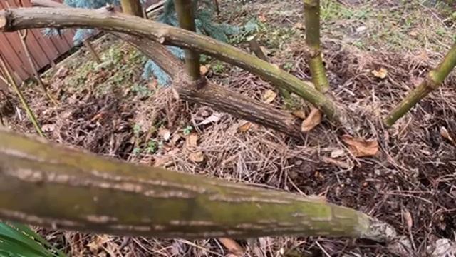 Весенняя обрезка роз. Техника и практика, как обрезать розы. смотреть онлайн