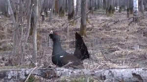 Глухарь - символ национального парка "Смольный"