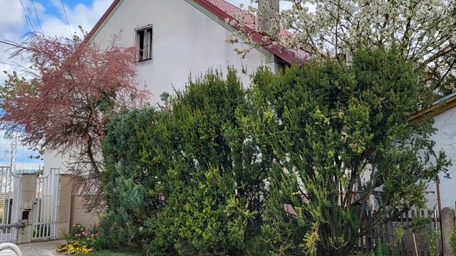 Spring to summer flower garden transition 2022 // Zone 7 смотреть онлайн