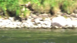 49. Влог. Не перешёл горную реку вброд. 24.08.2024 г