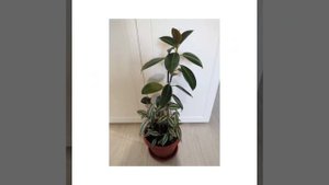 Композиции из комнатных цветов.