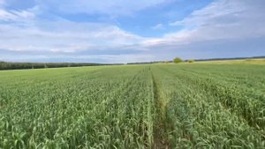 Случайный эксперимент с КАС-32 на озимой пшенице! Результат приятно удивил!