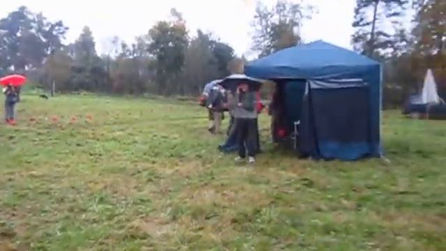 Пушкинская выставка охотничьих собак 2013. Курцхаары, мл. группа