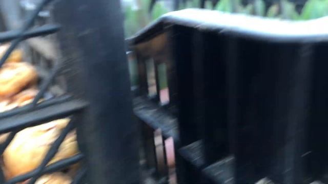 Тюльпаны на -8 марта , первая подкормка ( кальций) . смотреть онлайн