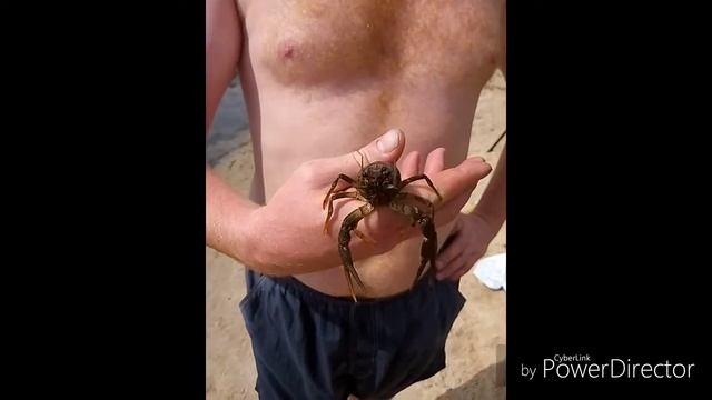 Дрессировка рака))) смотреть онлайн